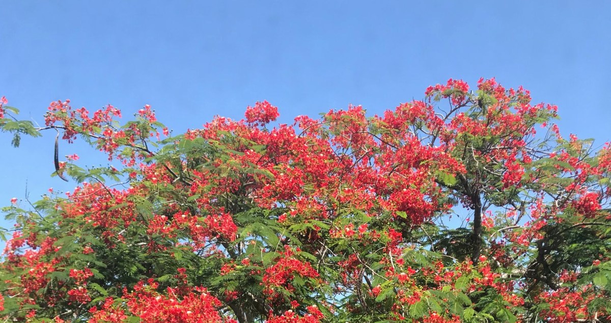 Children of Blood and Bone by Tomi&nbsp;Adeyemi
